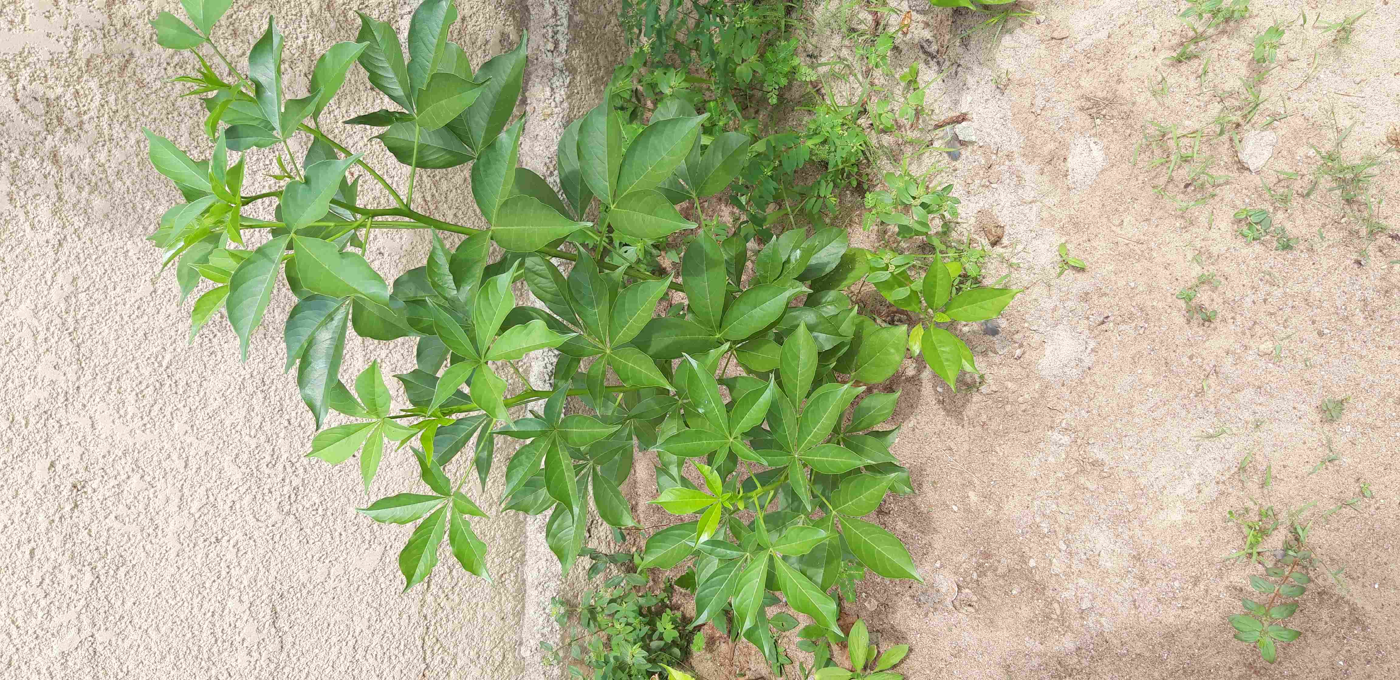 Une belle plante