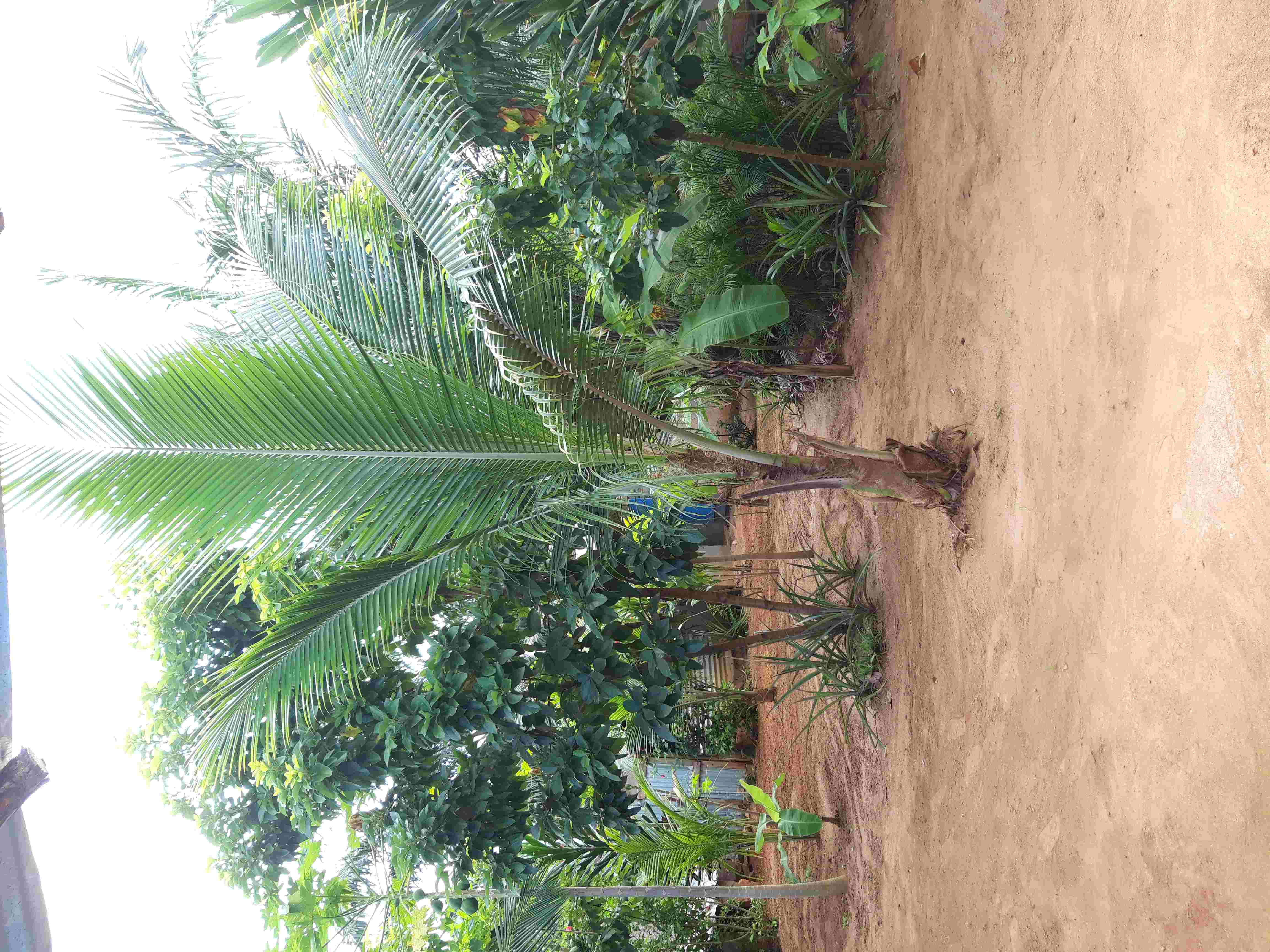 Cocotier