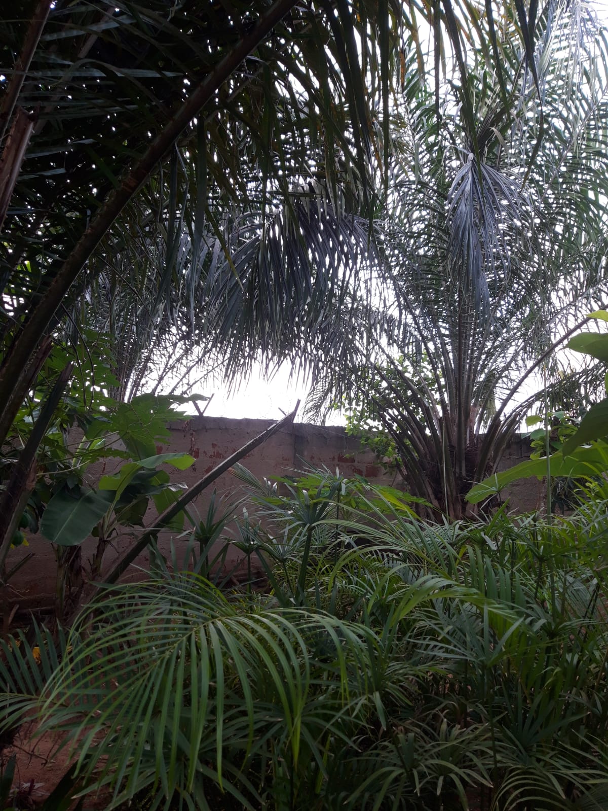 fond_jardin