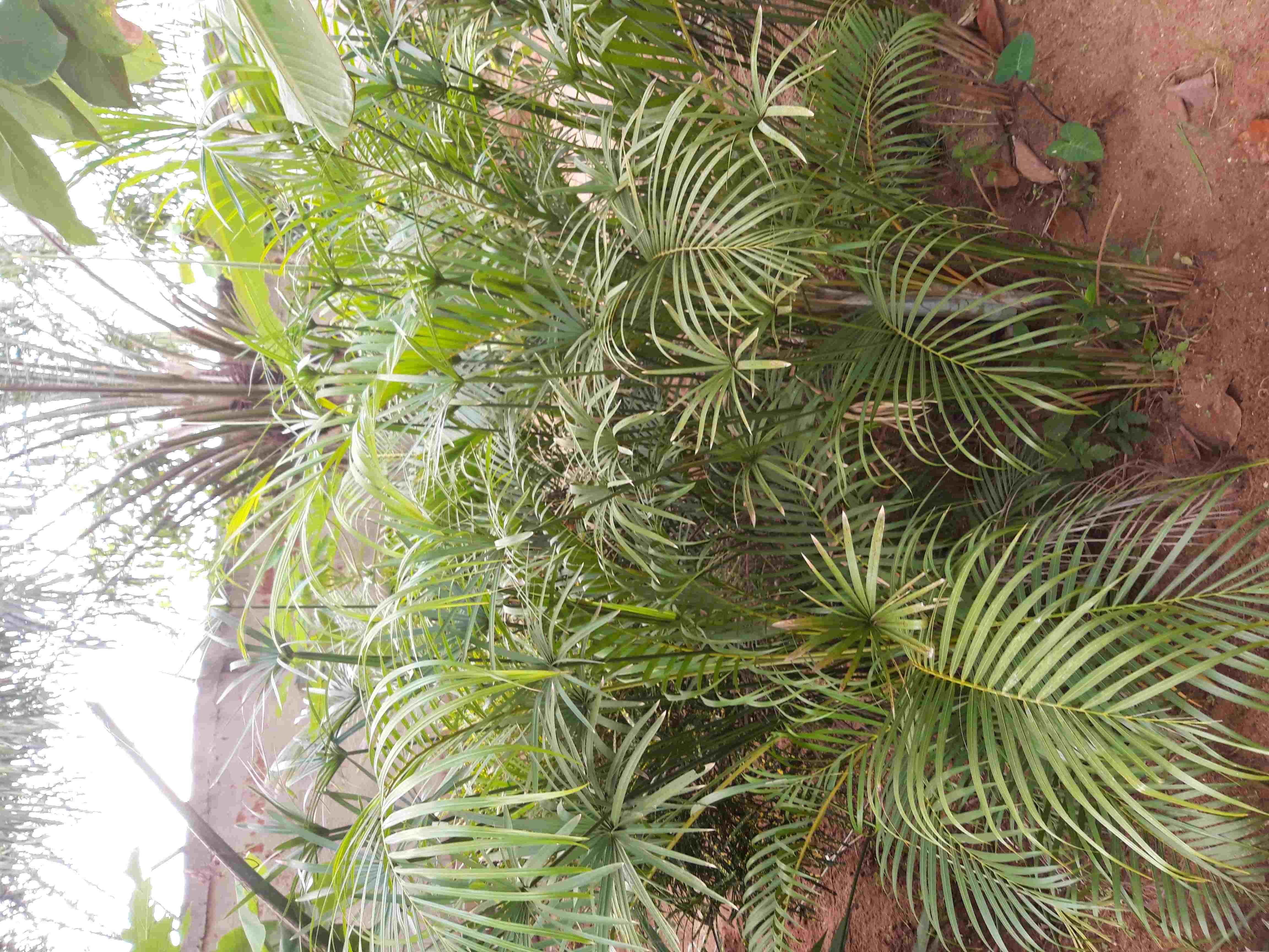 Palmeraie