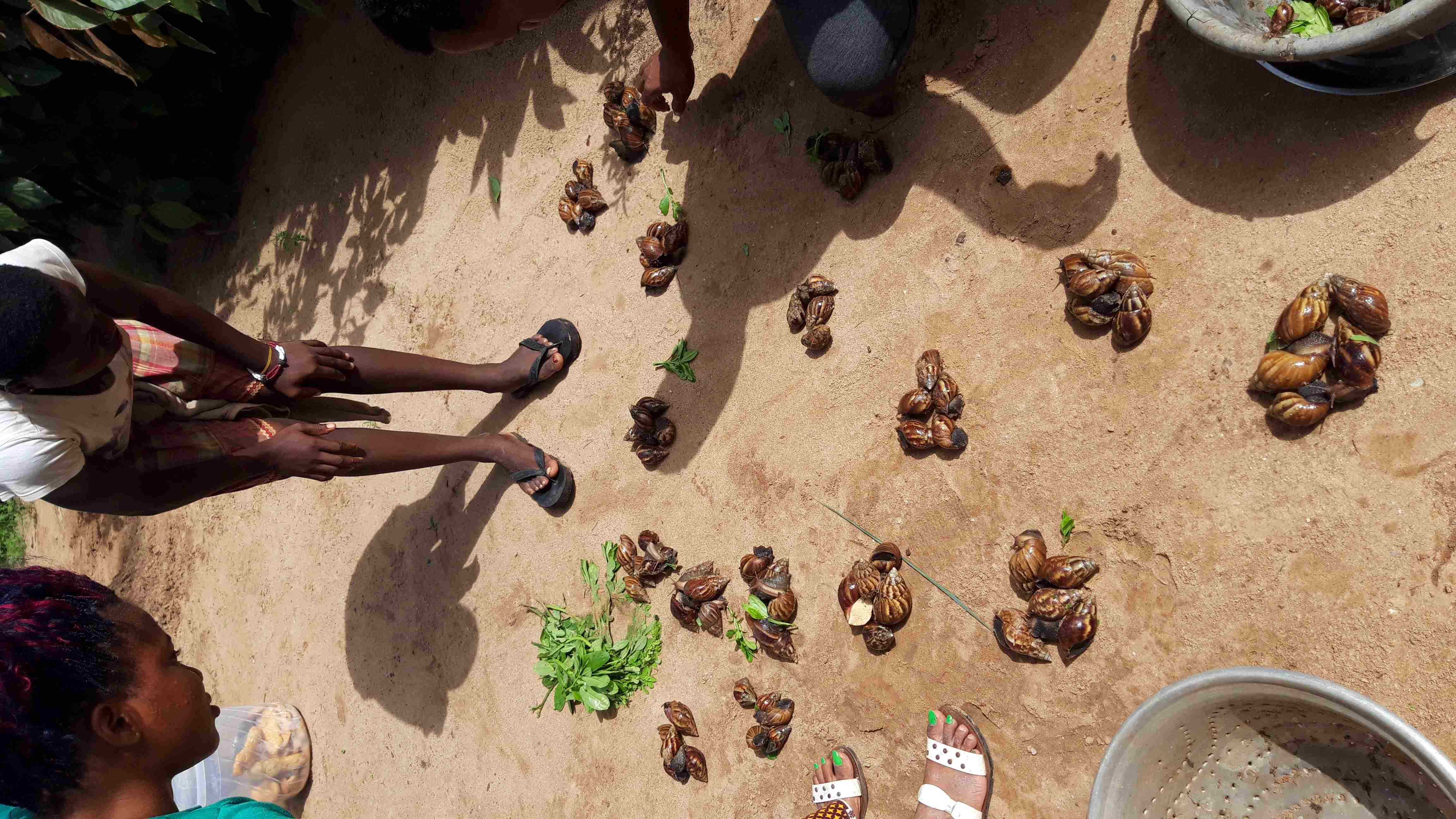 De délicieux escargots