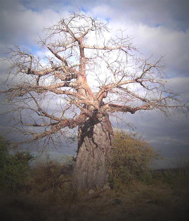Adansonia