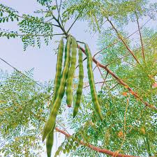 Moringa : feuilles et fruits