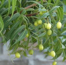 Neem : feuilles et fruits