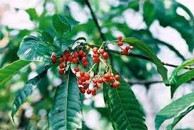 Rauwolfia : feuilles et fruits