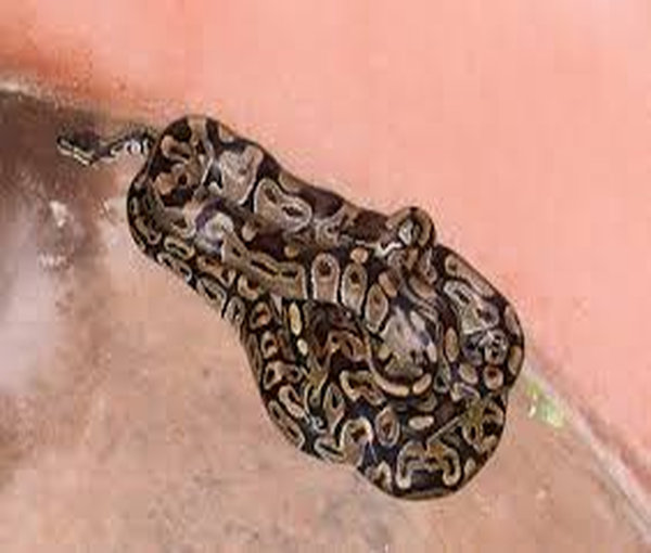 Python royal, animal associé au vodoun Dan